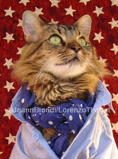 Americana Cat