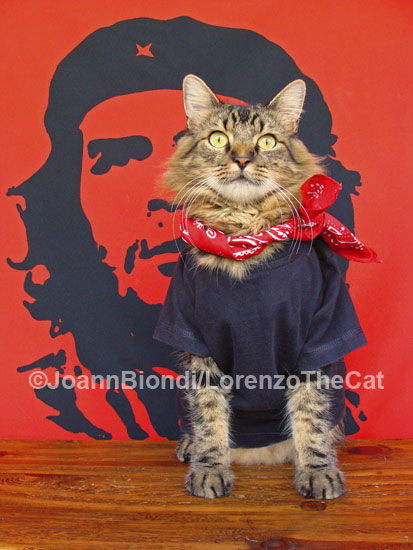 Gato Guevara